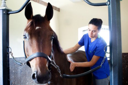 Остеопатическое лечение травм у лошадей