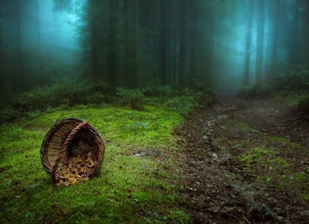 9 мистически красивых лесов со всего Мира