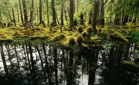 9 мистически красивых лесов со всего Мира